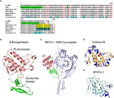 Multifunctional Toxins in Snake Venoms and Therapeutic Implications: From Pain to Hemorrhage and Necrosis